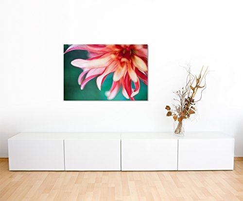Paul Sinus Art Kunstfoto auf Leinwand 60x40cm Naturfotografie - Beschnittene Rote Blüte auf Leinwand Exklusives Wandbild Moderne Fotografie für Ihre Wand in Vielen Größen