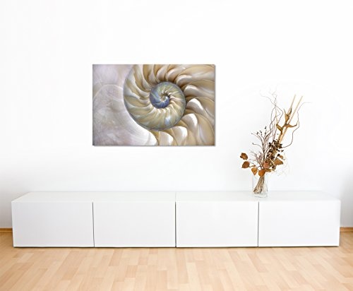 XXL Fotoleinwand 120x80cm Naturfotografie - Fibonacci Muster in der Muschel auf Leinwand exklusives Wandbild moderne Fotografie für ihre Wand in vielen Größen