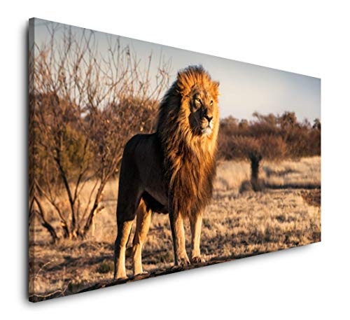 Paul Sinus Art Löwe auf Einem kleinem Berg 120x 60cm Panorama Leinwand Bild XXL Format Wandbilder Wohnzimmer Wohnung Deko Kunstdrucke