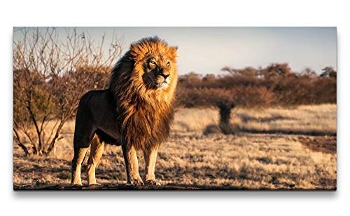 Paul Sinus Art Löwe auf Einem kleinem Berg 120x 60cm Panorama Leinwand Bild XXL Format Wandbilder Wohnzimmer Wohnung Deko Kunstdrucke