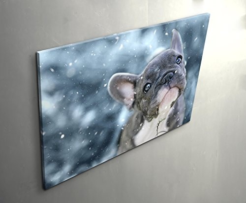 Paul Sinus Art Leinwandbilder | Bilder Leinwand 120x80cm Französische Bulldogge Welpe