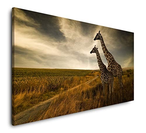 Paul Sinus Art Giraffen im Sonnenuntergang 120x 60cm Panorama Leinwand Bild XXL Format Wandbilder Wohnzimmer Wohnung Deko Kunstdrucke