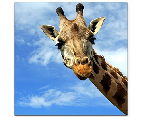 Paul Sinus Art Leinwandbilder | Bilder Leinwand 60x60cm neugierige Giraffe - Nahaufnahme