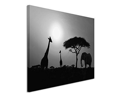 Paul Sinus Art 50x70cm Leinwandbild Schwarz Weiß in Topqualität Sonnenuntergang Elefant und Giraffen Afrika