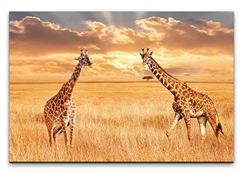 Paul Sinus Art Giraffen in der Savanne 100 x 70 cm Inspirierende Fotokunst in Museums-Qualität für Ihr Zuhause als Wandbild auf Leinwand in