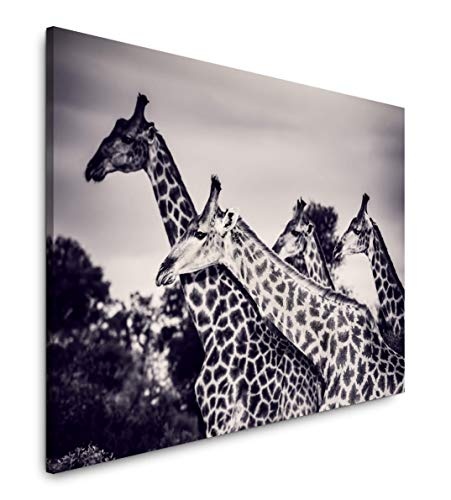 Paul Sinus Art Giraffen in der Savanne 40 x 60 cm Inspirierende Fotokunst in Museums-Qualität für Ihr Zuhause als Wandbild auf Leinwand in