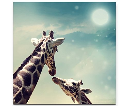 Paul Sinus Art Leinwandbilder | Bilder Leinwand 90x90cm Giraffe mit Kind - Nahaufnahme