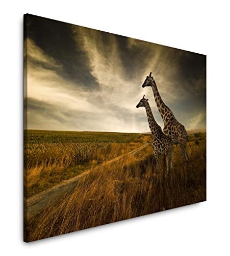 Paul Sinus Art Giraffen im Sonnenuntergang 100 x 70 cm Inspirierende Fotokunst in Museums-Qualität für Ihr Zuhause als Wandbild auf Leinwand in