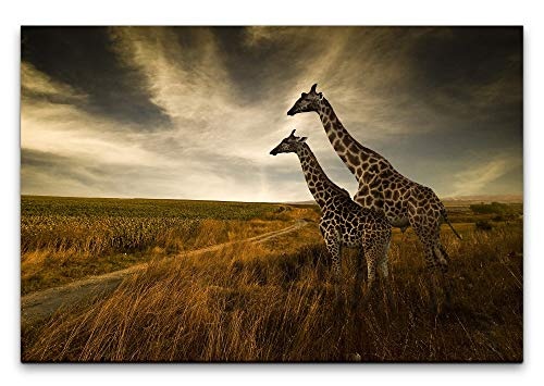 Paul Sinus Art Giraffen im Sonnenuntergang 100 x 70 cm Inspirierende Fotokunst in Museums-Qualität für Ihr Zuhause als Wandbild auf Leinwand in