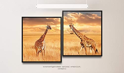 Paul Sinus Art Giraffen in der Savanne 130 x 90 cm (2 Bilder ca. 75x65cm) Leinwandbilder fertig im Schattenfugenrahmen SCHWARZ Kunstdruck XXL modern