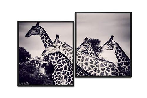 Paul Sinus Art Giraffen in der Savanne 130 x 90 cm (2 Bilder ca. 75x65cm) Leinwandbilder fertig im Schattenfugenrahmen SCHWARZ Kunstdruck XXL modern