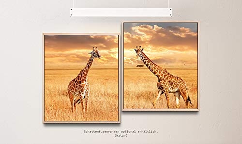 Paul Sinus Art Giraffen in der Savanne 130 x 90 cm (2 Bilder ca. 75x65cm) Leinwandbilder fertig im Schattenfugenrahmen Natur Kunstdruck XXL modern
