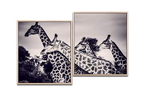 Paul Sinus Art Giraffen in der Savanne 130 x 90 cm (2 Bilder ca. 75x65cm) Leinwandbilder fertig im Schattenfugenrahmen Natur Kunstdruck XXL modern