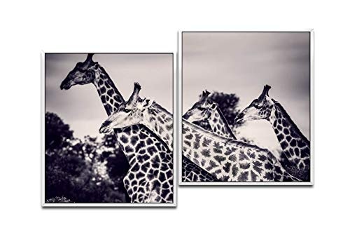 Paul Sinus Art Giraffen in der Savanne 130 x 90 cm (2 Bilder ca. 75x65cm) Leinwandbilder fertig im Schattenfugenrahmen Weiss Kunstdruck XXL modern