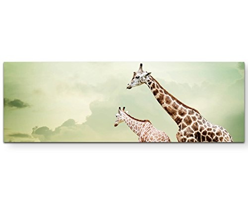 Paul Sinus Art Leinwandbilder | Bilder Leinwand 120x40cm Drei relaxende Giraffen