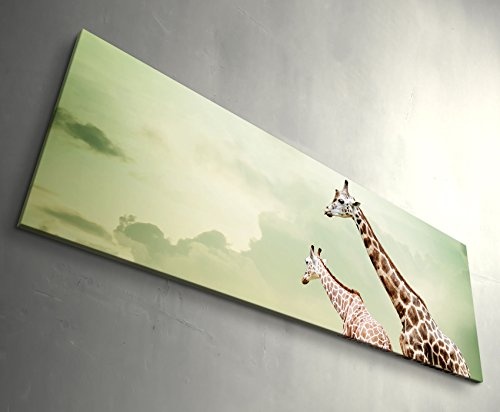 Paul Sinus Art Leinwandbilder | Bilder Leinwand 120x40cm Drei relaxende Giraffen