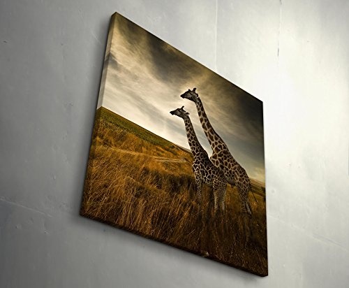 Paul Sinus Art Leinwandbilder | Bilder Leinwand 90x90cm Giraffen in der Savanne