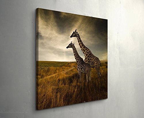 Paul Sinus Art Leinwandbilder | Bilder Leinwand 90x90cm Giraffen in der Savanne