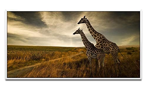 Giraffen im Sonnenuntergang ca. 130x70cm Wandbild inklusive Schattenfugenrahmen Weiss - Panorama Leinwand Bild XXL Format Wandbilder Wohnzimmer Wohnung Deko Kunstdrucke
