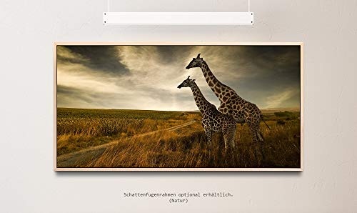 Giraffen im Sonnenuntergang ca. 130x70cm Wandbild inklusive Schattenfugenrahmen naturfarbend - Panorama Leinwand Bild XXL Format Wandbilder Wohnzimmer Wohnung Deko Kunstdrucke