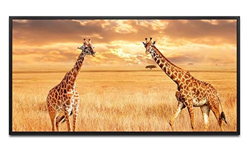 Giraffen in der Savanne ca. 130x70cm Wandbild inklusive Schattenfugenrahmen schwarz - Panorama Leinwand Bild XXL Format Wandbilder Wohnzimmer Wohnung Deko Kunstdrucke
