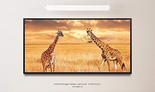 Giraffen in der Savanne ca. 130x70cm Wandbild inklusive Schattenfugenrahmen schwarz - Panorama Leinwand Bild XXL Format Wandbilder Wohnzimmer Wohnung Deko Kunstdrucke
