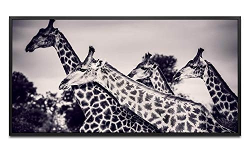 Giraffen in der Savanne ca. 130x70cm Wandbild inklusive Schattenfugenrahmen schwarz - Panorama Leinwand Bild XXL Format Wandbilder Wohnzimmer Wohnung Deko Kunstdrucke