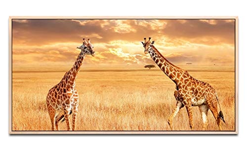Giraffen in der Savanne ca. 130x70cm Wandbild inklusive Schattenfugenrahmen naturfarbend - Panorama Leinwand Bild XXL Format Wandbilder Wohnzimmer Wohnung Deko Kunstdrucke