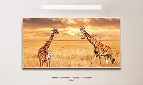Giraffen in der Savanne ca. 130x70cm Wandbild inklusive Schattenfugenrahmen naturfarbend - Panorama Leinwand Bild XXL Format Wandbilder Wohnzimmer Wohnung Deko Kunstdrucke