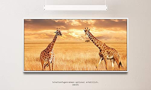 Giraffen in der Savanne ca. 130x70cm Wandbild inklusive Schattenfugenrahmen Weiss - Panorama Leinwand Bild XXL Format Wandbilder Wohnzimmer Wohnung Deko Kunstdrucke