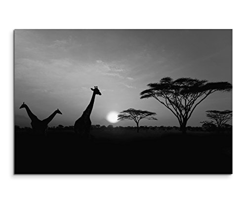 50x70cm Leinwandbild schwarz weiß in Topqualität Sonnenuntergang Safari Giraffen Serengeti Nationalpark