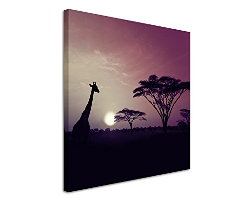 80x80cm Wandbild Fotoleinwand Bild in Mauve Sonnenuntergang Safari Giraffen Serengeti Nationalpark
