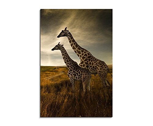 Fotoleinwand 90x60cm Tierfotografie - Zwei Giraffen in der Landschaft
