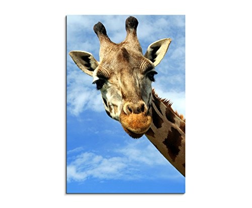 Fotoleinwand 90x60cm Tierfotografie - Porträt einer neugierigen Giraffe
