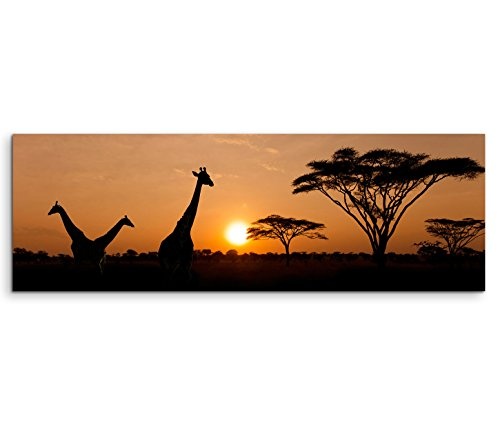 150x50cm Leinwandbild auf Keilrahmen Serengeti Nationalpark Giraffen Akazien Bäume Wandbild auf Leinwand als Panorama