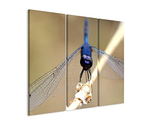 Paul Sinus Art 3 Teiliges Leinwand-Bild 3x90x40cm (Gesamt 130x90cm) Naturfotografie - Libelle auf Zweig auf Leinwand Exklusives Wandbild Moderne Fotografie für Ihre Wand in Vielen Größen