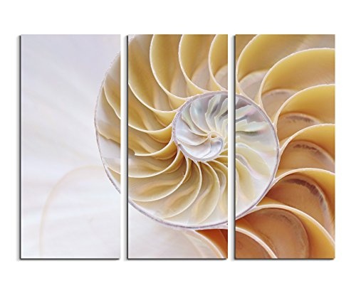 3 teiliges Leinwand-Bild 3x90x40cm (Gesamt 130x90cm) Naturfotografie - Spiralförmige Muschel mit Fibonacci Symmetrie auf Leinwand exklusives Wandbild moderne Fotografie für ihre Wand in vielen Größen