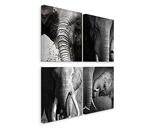 Paul Sinus Art 4 Teiliges Leinwandbild je 40x40cm - Elefant Baby Makroaufnahme Familie