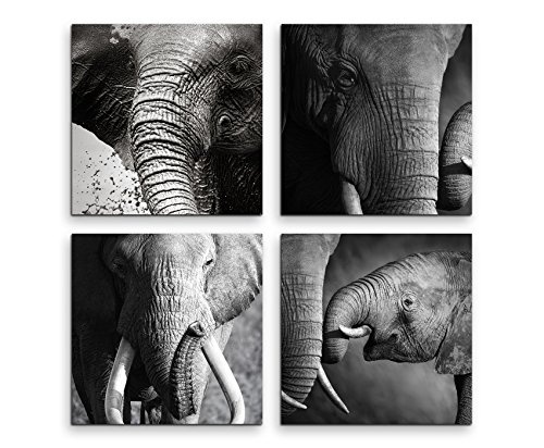 Paul Sinus Art 4 Teiliges Leinwandbild je 40x40cm - Elefant Baby Makroaufnahme Familie