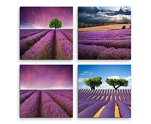 Paul Sinus Art 4 Teiliges Leinwandbild je 40x40cm - Lavendelfeld Sommer Blumen