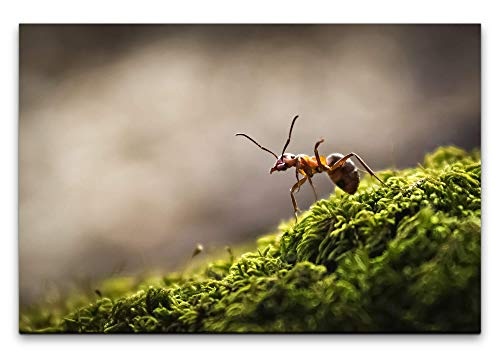 Paul Sinus Art Wald mit Ameise 100 x 70 cm Inspirierende Fotokunst in Museums-Qualität für Ihr Zuhause als Wandbild auf Leinwand in