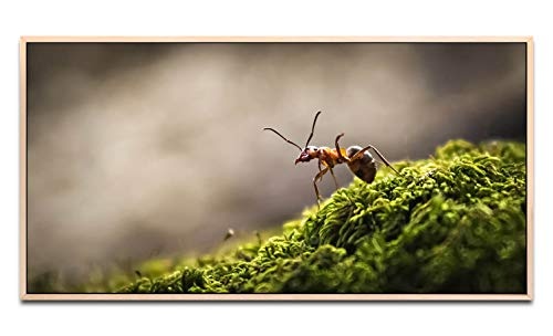 Wald mit Ameise ca. 130x70cm Wandbild inklusive Schattenfugenrahmen naturfarbend - Panorama Leinwand Bild XXL Format Wandbilder Wohnzimmer Wohnung Deko Kunstdrucke