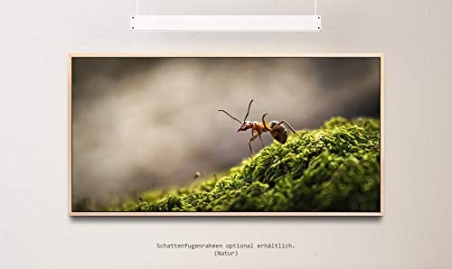 Wald mit Ameise ca. 130x70cm Wandbild inklusive Schattenfugenrahmen naturfarbend - Panorama Leinwand Bild XXL Format Wandbilder Wohnzimmer Wohnung Deko Kunstdrucke