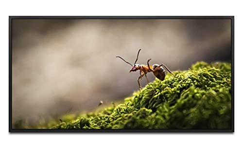 Wald mit Ameise ca. 130x70cm Wandbild inklusive Schattenfugenrahmen schwarz - Panorama Leinwand Bild XXL Format Wandbilder Wohnzimmer Wohnung Deko Kunstdrucke