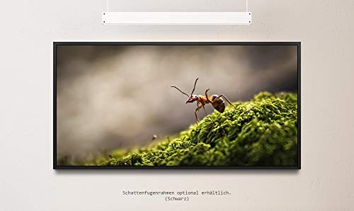 Wald mit Ameise ca. 130x70cm Wandbild inklusive Schattenfugenrahmen schwarz - Panorama Leinwand Bild XXL Format Wandbilder Wohnzimmer Wohnung Deko Kunstdrucke