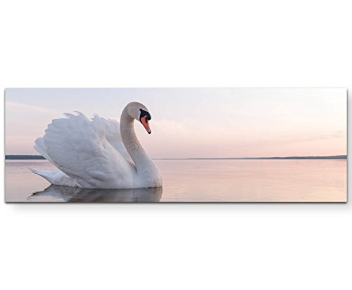 Paul Sinus Art Leinwandbilder | Bilder Leinwand 120x40cm Schwan auf See an sonnigem Tag