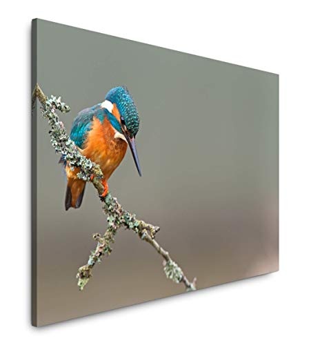 Paul Sinus Art Vogel 100 x 70 cm Inspirierende Fotokunst in Museums-Qualität für Ihr Zuhause als Wandbild auf Leinwand in