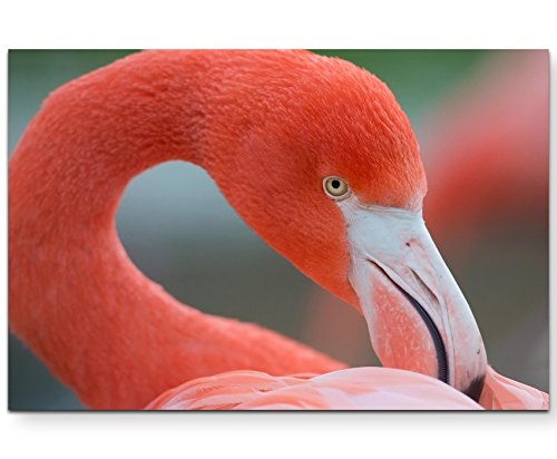Paul Sinus Art Leinwandbilder | Bilder Leinwand 120x80cm Flamingo - Nahaufnahme