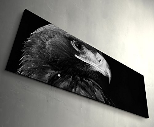 Paul Sinus Art Leinwandbilder | Bilder Leinwand 150x50cm Portrait Eines Adlers - Schwarz, weiß