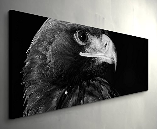 Paul Sinus Art Leinwandbilder | Bilder Leinwand 150x50cm Portrait Eines Adlers - Schwarz, weiß